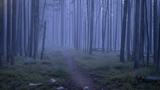 Secret Trail Cam Found Out What Lives Here