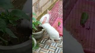 Daisy n Lily❤️ #mohini #trendingshorts #trending #ytshorts #shorts