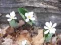 Biology EC - Steven Curtis Chapman - Spring Is Coming
