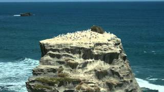 preview picture of video 'Muriwai Beach Gannets Again'