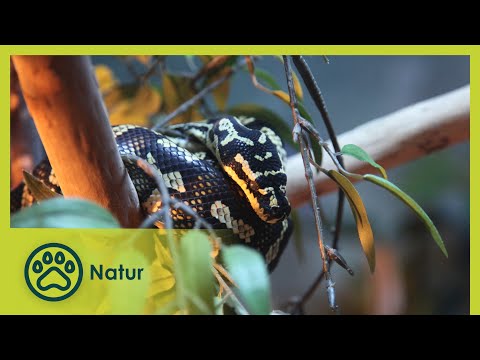 Die Küste der Walhaie | Australiens Nationalparks 3/5 | Go Wild