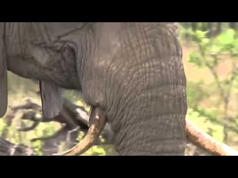 Elephant with 3 Tusks  October 3,  2015