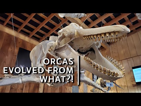 You'd never guess which species orcas evolved from