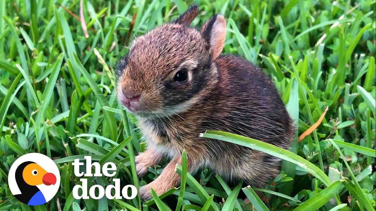 Lady Rescues A Newborn Rabbit And Raises Her Until She's Ready To Be Wild | The Dodo Wild Hearts