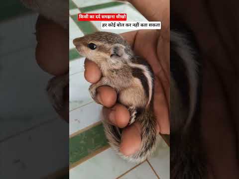 #youtubeshorts#animals#shorts