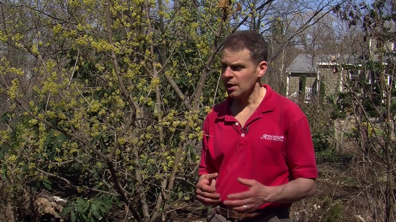Cornus Mas - YouTube