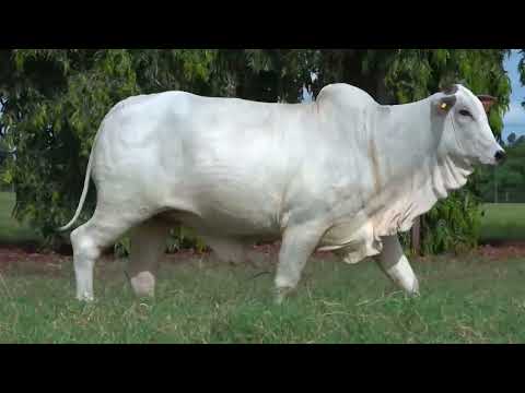 JOLIE 3649/20 FIV CACHOEIRA 2C