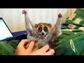 The truth behind the slow loris pet trade and 'cut...