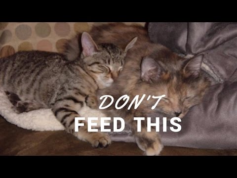 Don't  Feed  This To Your Cat