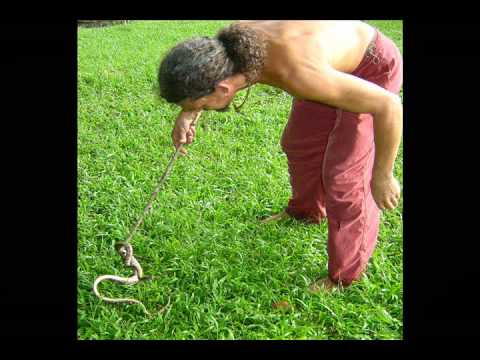 Costa Rica snakes of La Mona en Seda