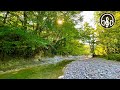 Gentle sounds of the river with the singing of forest birds. Relaxing nature sounds for sleeping.