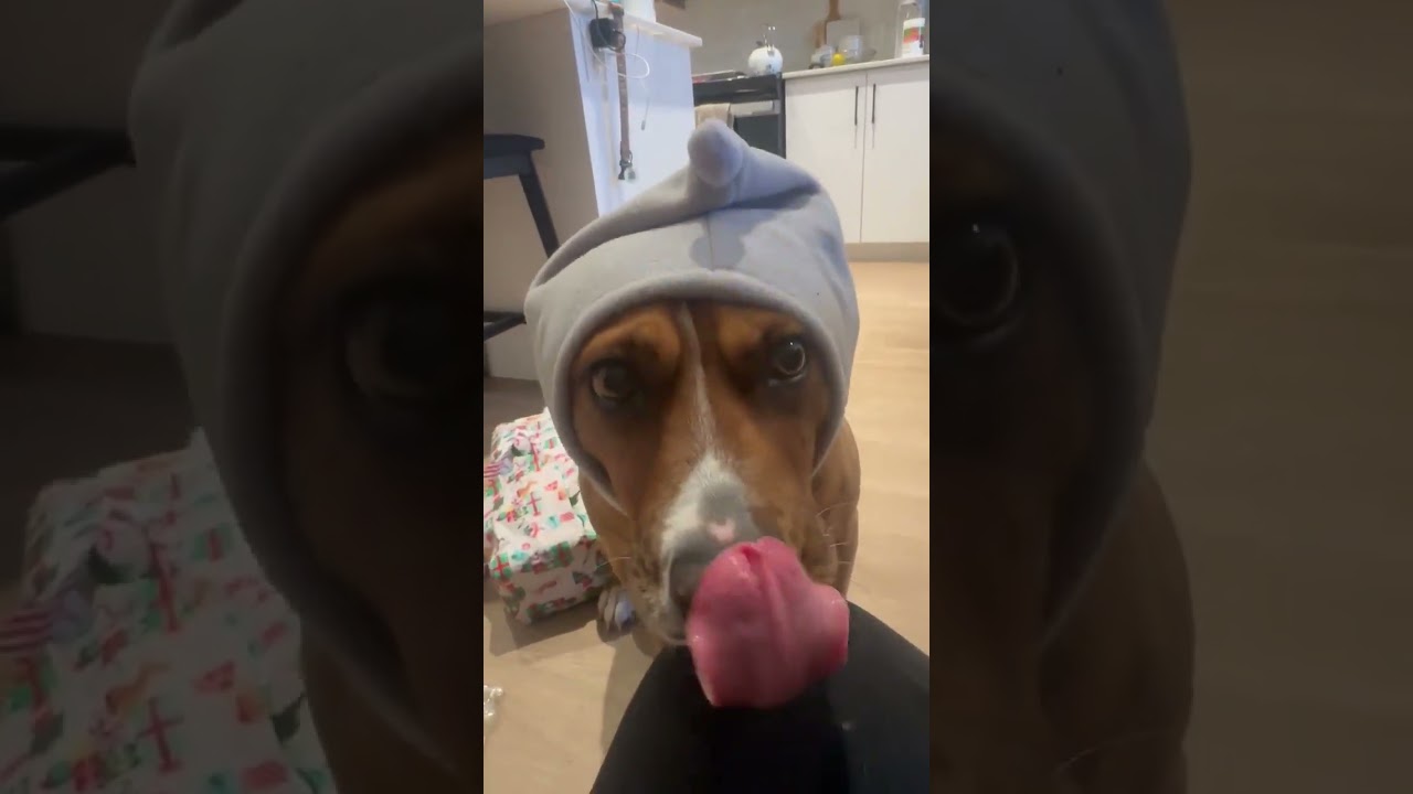 Felice, a ADOPTABLE mixed breed in Windsor, ON video 6/6