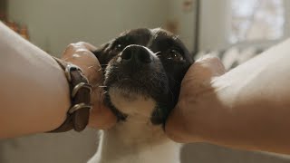 To the Dogs Whom It May Concern (a really short film)