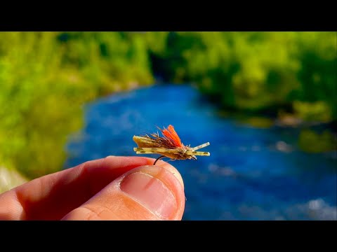 Fly Fishing with Grasshoppers for Brown Trout