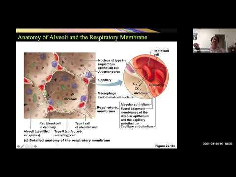 Respiratory System Part 2 / Nervous System Intro (Human Anatomy)