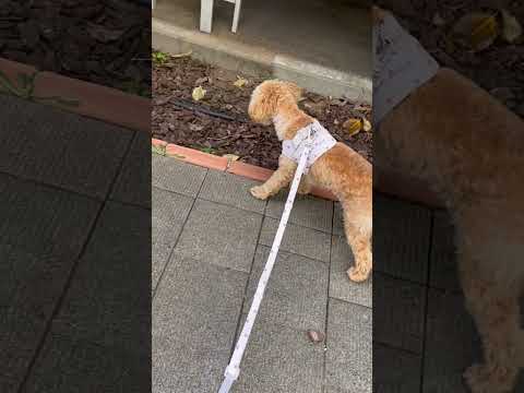経営学科 これ何だろ、と噛もうとするトイプードル10ヶ月 #toypoodle #トイプードル #puppy