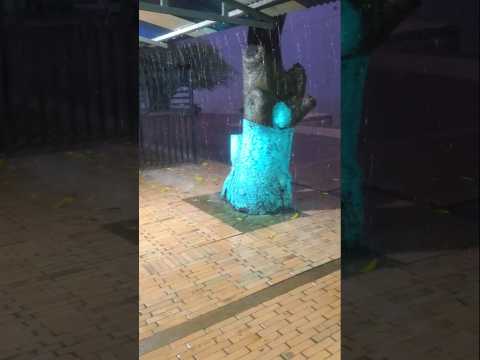 This will keep the dust down. An incessant downpour in Puerto Carreño, Colombia