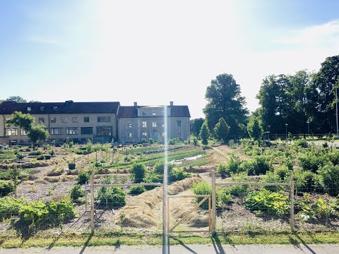 Spaljering av fruktträd & bärkultivering i Ultuna