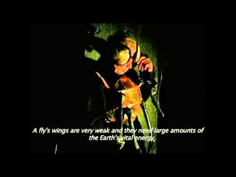 Кабаков муха