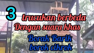 Download lagu Borak Barik borok cikrok || tiga burung trucuk dengan suara ropel yang langka mp3