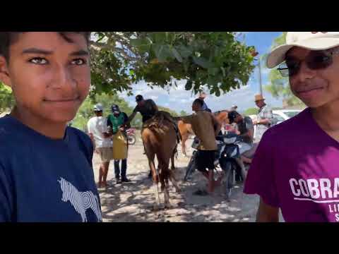 Feira de Cavalos do Bola Monteiropolis - AL 23 - 11 - 2025 #nordeste