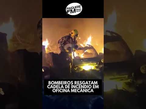 Bombeiros resgatam cadela de incêndio em oficina mecânica