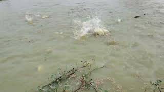ការអោយចំណីត្រីប្រា