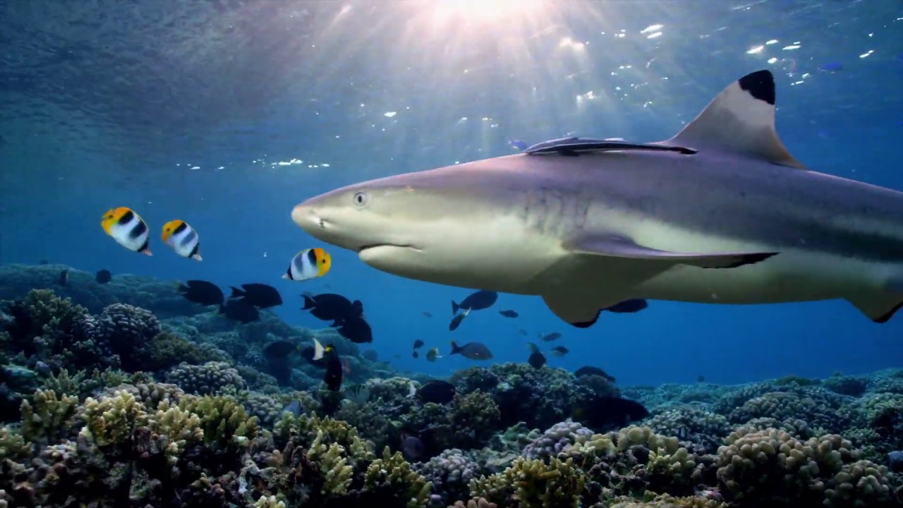 Sharks of the Coral Canyon - Preview