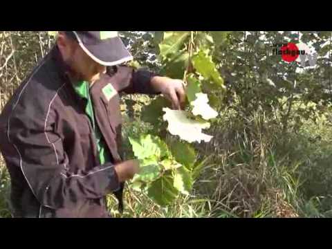 , title : 'Energiewald, Miscanthus (Elefantengras) im Herbst.flv'