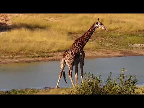 Djuma: Lone Giraffe - 15:30 - 04/04/19