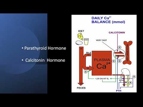 Endocrine Presentation