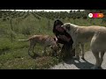 Activists criticize Turkeys plan to euthanize stray dogs | REUTERS - Video