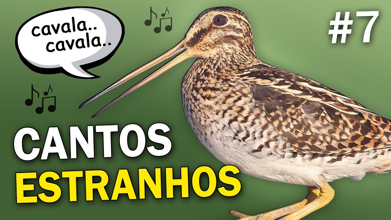 CANTOS de AVES MAIS ESTRANHOS #7 | Pássaros com sons bizarros e engraçados do Brasil e mundo
