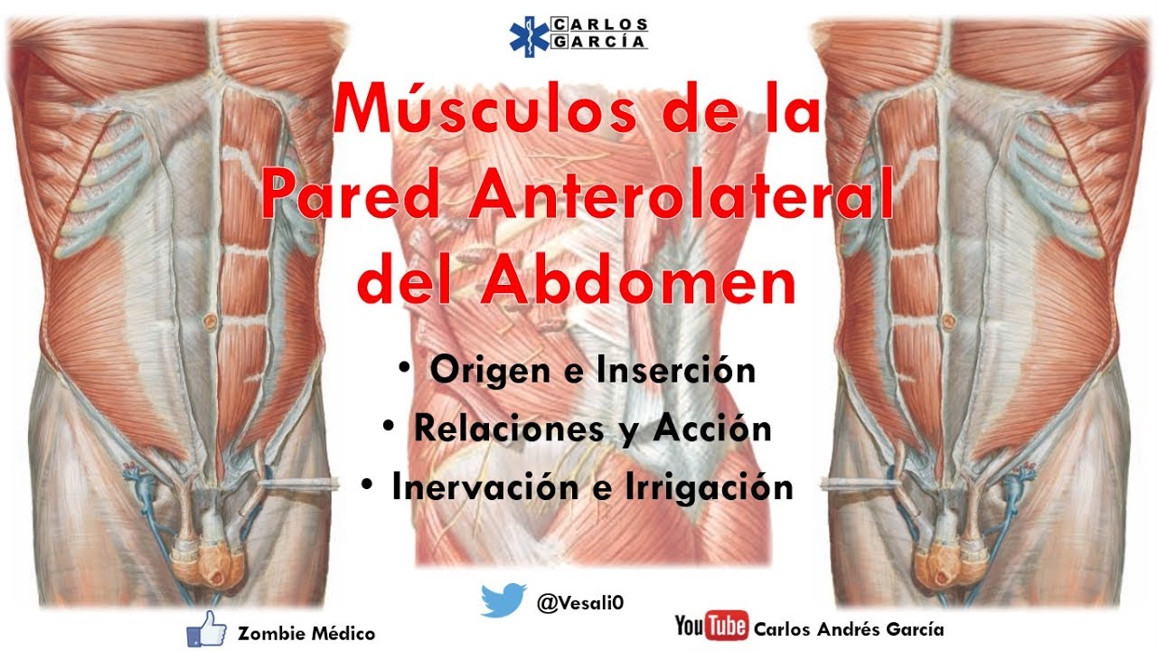 Anatomía - Músculos de la Pared Anterolateral del Abdomen (Origen, Inserción, Triángulos, Acción)