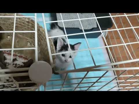 Faby and the Crowing Sound of Chippi the Quail