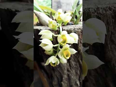 #sítio #comodoro mato Grosso