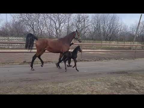 filly Ledy Million ST by Morricone-Bernay *2021