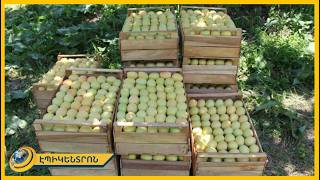 Չեմ ուրախանում, որ ծիրան ունեմ, արտահանելու լուրջ խնդիր կա. ֆերմեր