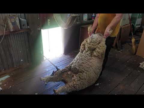 , title : 'The Shearers Post Shearing Super Fine Wool Merino Wooly Wethers at Millthorpe NSW Shears Clippers'