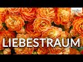Franz Liszt Liebestraum Love Dream