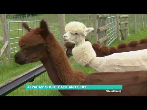 Alpacas' Short Back and Sides | This Morning