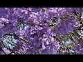 Purple Jacaranda Flowering Trees in Southern California USA, in 4K