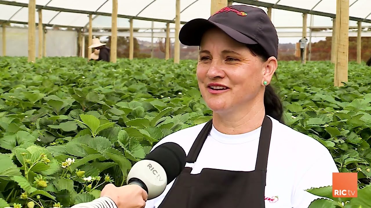 Agricultura sustentável e lucrativa na região de Curitiba