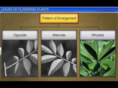 CBSE Class 11 Biology, Morphology of Flowering Plants – 3, Leaves of Flowering Plants