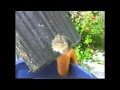 Sky saves mouse stuck inside the hole of a plastic ...