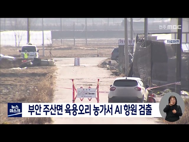 부안 주산면 육용오리 농가에서 AI 항원 검출