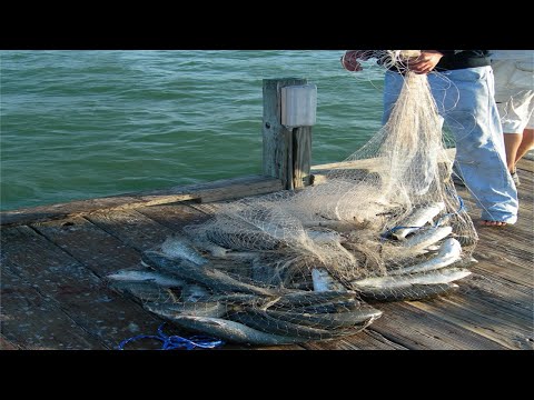 Everyone should watch this Fishermen's video - Amazing Cast Net Fishing Mullet on The Beach