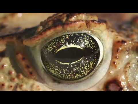 Video narration about the power of light