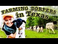 16 SHEEP HAVE HOW MANY LAMBS SMALL SCALE DORPER SHEEP Farming