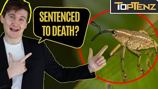 10 Animals that Were Put on Trial for Crimes